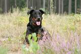 BEAUCERON 419